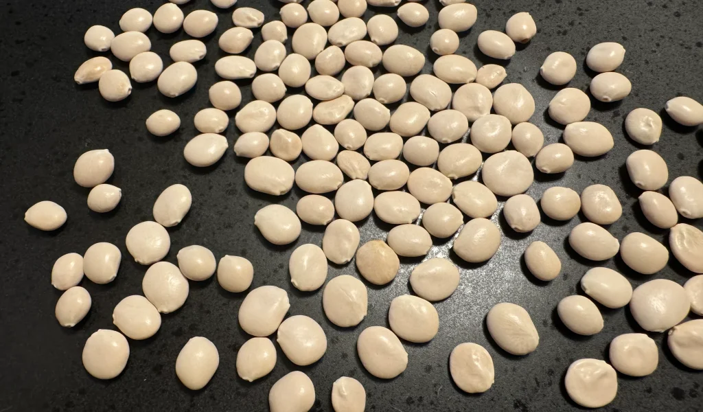 D591A620-DBFE-4000-9292-BB190EC21D1E_1024x1024@2x